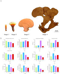 Image result for Ganoderma lucidum