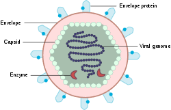 Check spelling or type a new query. Introduction To Viruses Wikipedia
