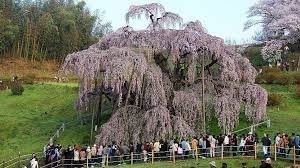 Weeping cherry trees have delicate white or pink blossoms. A Beginner S Guide To Cherry Blossom Viewing Cherry Tree Varieties