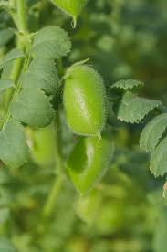 Image result for Lens culinaris