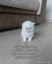 Giggleshitter cat