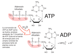Adenosine Triphosphate Teaching Chemistry Chemistry Classroom Biochemistry