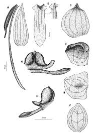 Image result for Habenaria zambesina