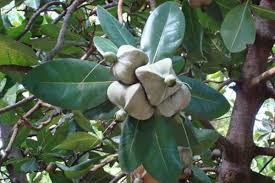 We did not find results for: The Fish Poison Tree Owlcation