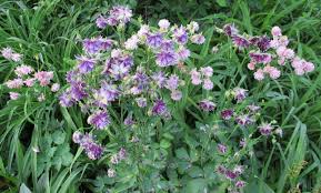 Image result for Aquilegia vulgaris Tower Mix
