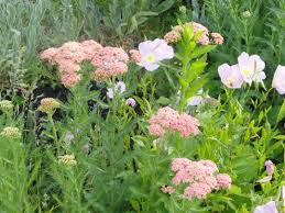 Pin On My Garden And New Gardening Ideas