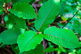 Check spelling or type a new query. Best Kratom Powder Review And Buy Top Kratom Brand Products Peninsula Clarion