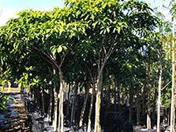 Image result for Tabernaemontana ventricosa