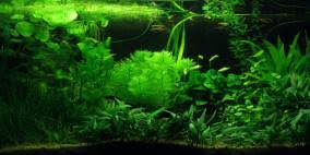 Foto ´brasilianischer wassernabel (17.06.2020)´ aus dem einrichtungsbeispiel fernseher von user ameisenalex. Hydrocotyle Leucocephala Brasilianischer Wassernabel Flowgrow Wasserpflanzen Datenbank