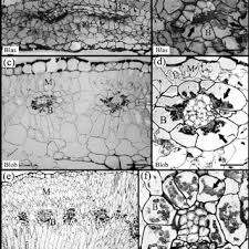 Image result for Blepharis transvaalensis