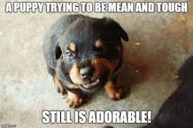 10 Funny Puppy Memes Funny Animal Photos Cute Animals Funny Dog Pictures