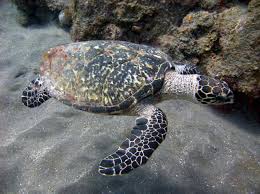 hawksbill sea turtle wikipedia