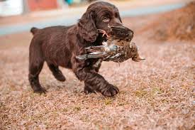 English cocker was originally bred to find, flush, and retrieve game birds during hunting time. Boykin Spaniel Plantation Home