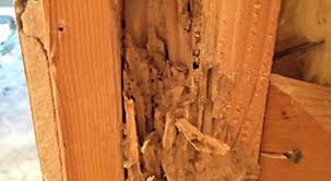 Guy who came to my house was very knowledgeable and professional. Phoenix Pest Control Termites Scorpions Bed Bug Treatment