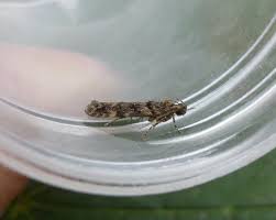 Image result for Teleiopsis diffinis