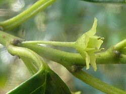 Image result for Rhamnus prinoides