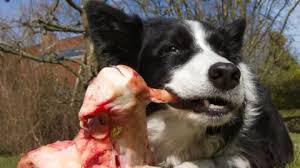 Raw-meat dog food 'risk to owners'