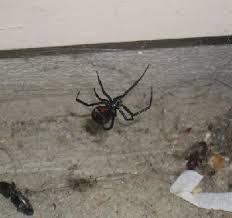The southern widow (latrodectus mactans) found in the american south and northeast; Do We Have Black Widow Spiders Or Not Colonial Pest Control