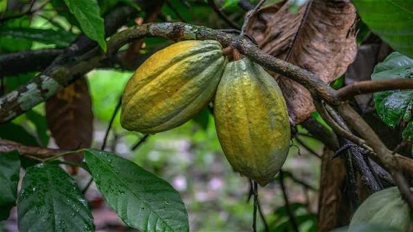 Indonesia Targets Papua’s Cocoa Industry as a Peaceful Path to Inclusive Development