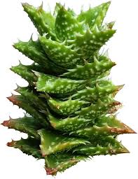 Image result for Aloe nuttii