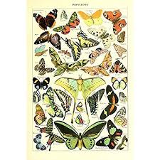 Vintage Poster Print Art Butterflies Of The World Breeds Collection Old Scientific Chart Butterfly Home Wall Decor 12 99 X 19 69