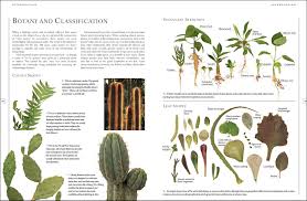 When you notice cactus seedlings starting to develop, you can gradually begin to remove the transparent cover that covers them. Book Review The Complete Illustrated Guide To Growing Cacti Succulents