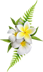 Flowers Png Dessin Fleur Peinture Fleurs Dessin Floral