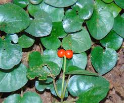 Image result for Geophila repens