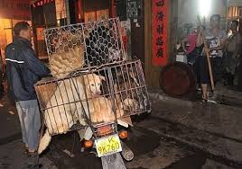 Her Yil Cin De Duzenlenen Yulin Kopek Yeme Festivali Tarihi Olaylar