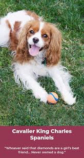 cavalier king charles spaniel cavalierkingcharlesspanielpuppy cavalierkingcharlesspa cavalier king charles spaniel cavalier king charles king charles spaniel