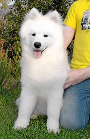 Both parents around 12 pounds weight, silver/tan color.puppy will have i have to female bulldog puppies for sale. Beautiful White Samoyed Puppy Samoyed Puppies For Sale Samoyed Puppy Samoyed