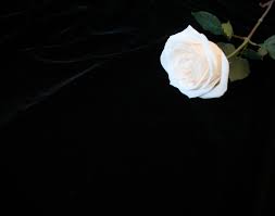 | see more beautiful widescreen desktop wallpaper, desktop wallpaper looking for the best black flower desktop background? 49 Black Background Floral Wallpaper On Wallpapersafari
