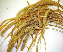 Image result for Setaria italica