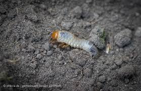 Alles, was sie schon immer wissen wollten. Dicke Weisse Larve Vom Maikafer Phlora De