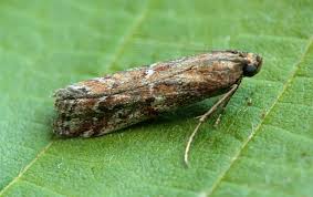 Image result for Delplanqueia inscriptella