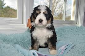 This crossbreed encompasses the best qualities of two wonderful breeds and will bring joy to every member of your family. Tricolor F1 F1b Bernedoodle Puppies For Sale In North Carolina By Above And Beyond Standards Above And Beyond Standards Premier Puppies In Nc Bernedoodle Goldendoodle Akc Poodle Sheepadoodle
