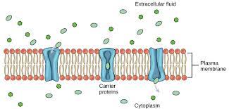 Simple diffusion is carried out by the actions of hydrogen bonds forming between water molecules an / hydrogen bonds in water provide many characteristic benefits to water: Passive Transport Biology 2e