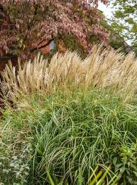 Image result for Miscanthus violaceus