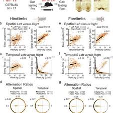 Pest control and services controlling pests can be done with a number of methods. Pdf Translational Methods To Detect Asymmetries In Temporal And Spatial Walking Metrics In Parkinsonian Mouse Models And Human Subjects With Parkinson S Disease