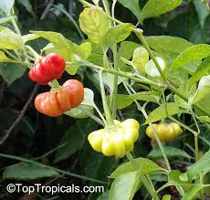 Image result for Capsicum baccatum