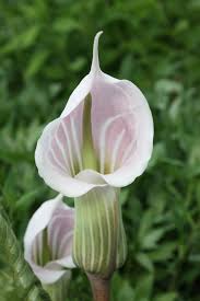 Image result for Arisaema