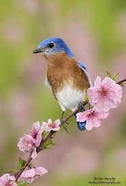 Backyard Birds Of East Texas Remove Me From This List Beautiful Birds Blue Bird Bird Pictures