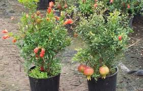 This tropical tree is very sturdy and it can tolerate cold and heat. Pomegranate Cultivation Information Guide Asia Farming