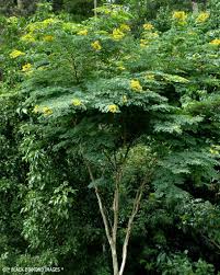 Image result for Caesalpinia ferrea