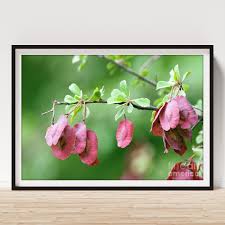 Image result for Combretum sp. A