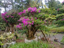 Keindahannya berasal dari seludang bunganya yang berwarna cerah dan menarik perhatian karena tumbuh dengan rimbunnya. Jual Bonsai Bougenville Pohon Bougenville Pohon Bunga Kertas Berbakat Taman Landscape The Best Garden Maker