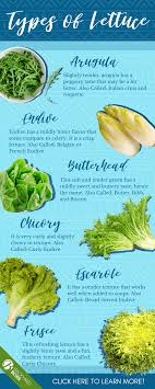 All butterhead lettuce types have soft, flexible leaves with a chewy texture. All About Lettuce Varieties And Interesting Facts To Learn