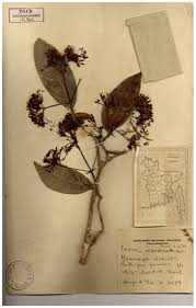 Image result for Ixora brachypoda