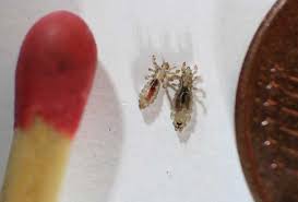 Image result for lice vs nits