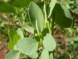 Image result for Clutia